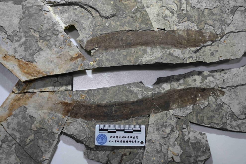約１億３４００万年前のウナギ化石を発見　中国河北省で初