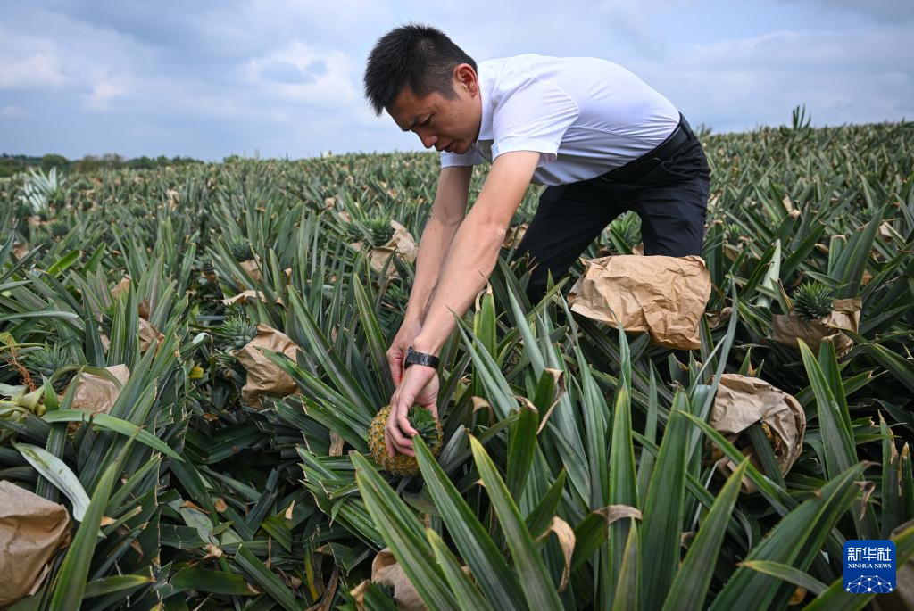 中国海南省文昌市の「新農人」、パイナップル栽培で村を豊かに