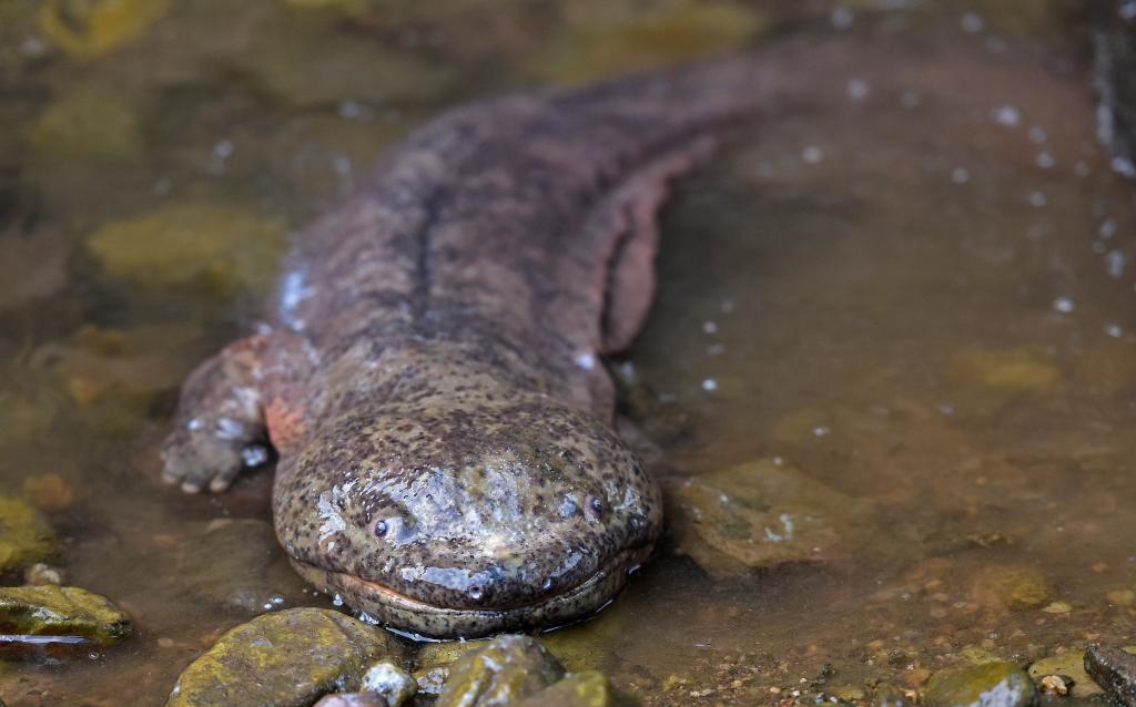 絶滅寸前のチュウゴクオオサンショウウオ、実は９種　中英の研究者が新発見