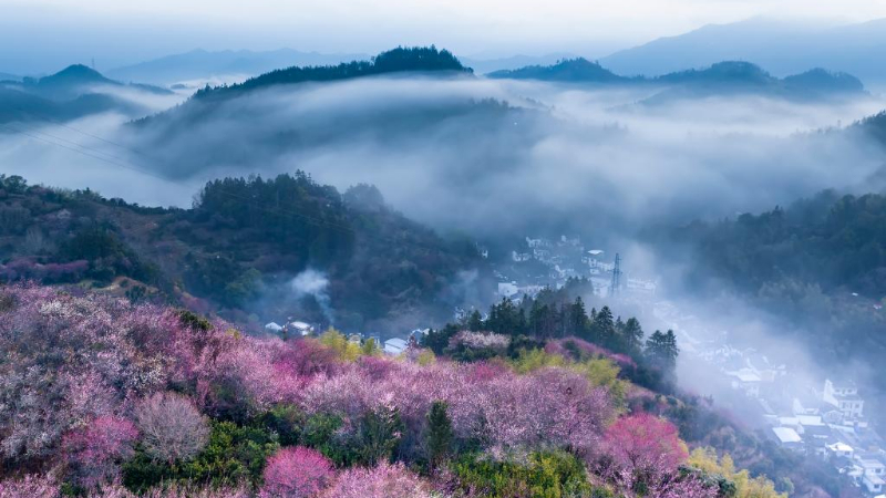 主体機能区戦略