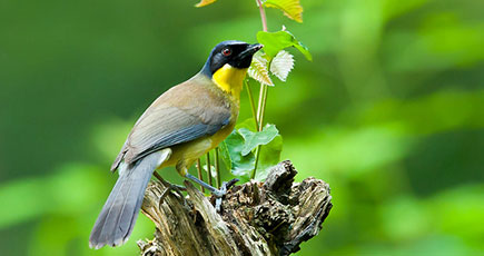 珍しい鳥のキノドガビチョウ