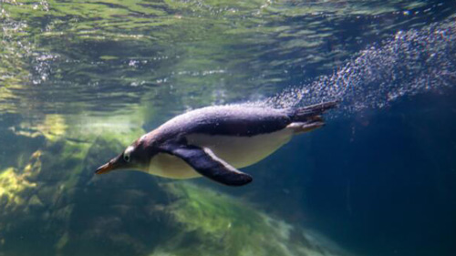 ペリダイザ動物公園のペンギン館、一般公開　ベルギー