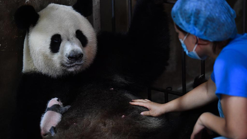 秦嶺の赤ちゃんパンダ、すくすく成長　陝西省