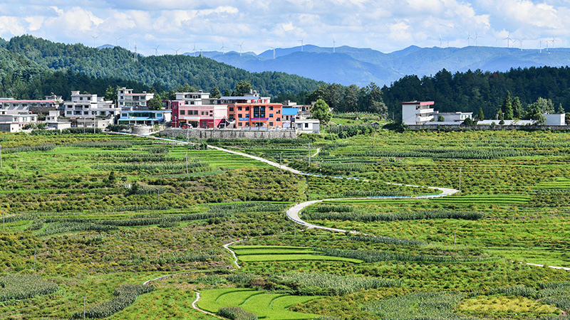 トゲナシの生産・加工が地域の基幹産業に　貴州省竜裏県