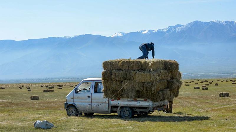 バルクル草原に牧草刈りの季節到來　新疆ウイグル自治區