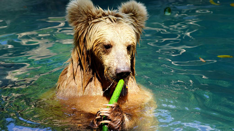 殘暑をしのぐ上海動物園の動物たち