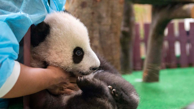 マレーシアで生まれた３頭目の赤ちゃんパンダお披露目