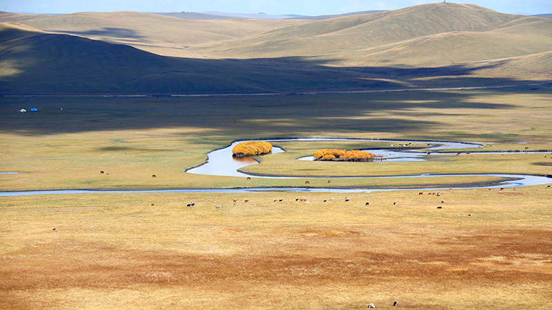 色づく草原　內モンゴル自治區フルンボイルの秋景色