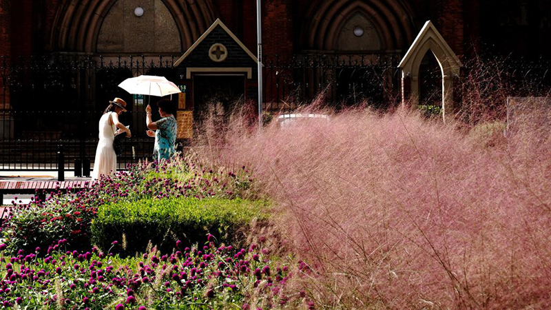 上海市でピンク色の花畑が見頃