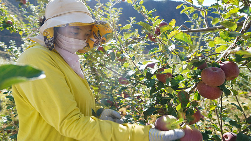 豊かさもたらす高原のリンゴ栽培　四川省郷城県