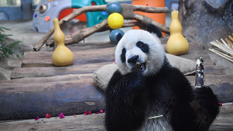 中国海南省海口市でパンダの来園３周年記念イベント