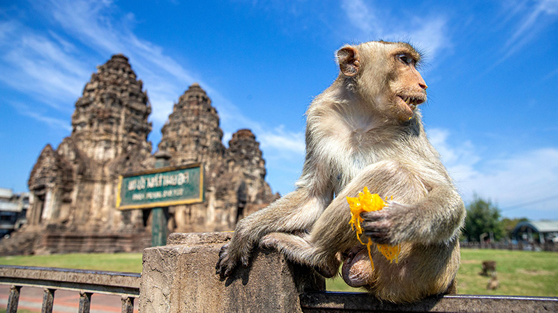 サルにごちそう、タイで年に１度の「モンキー・ビュッフェ」