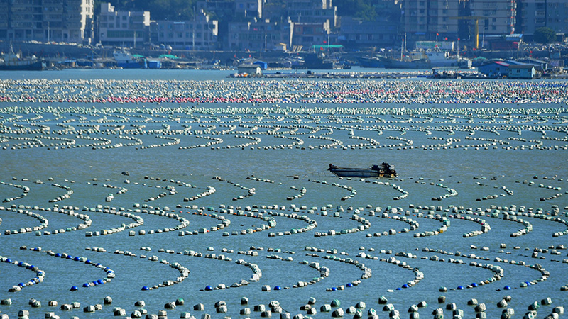 漁船が行き交う冬の「海洋牧場」　福建省連江県