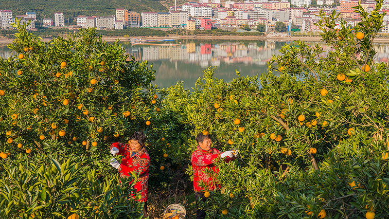 長江のほとりでネーブルオレンジが豊作　湖北省秭帰県