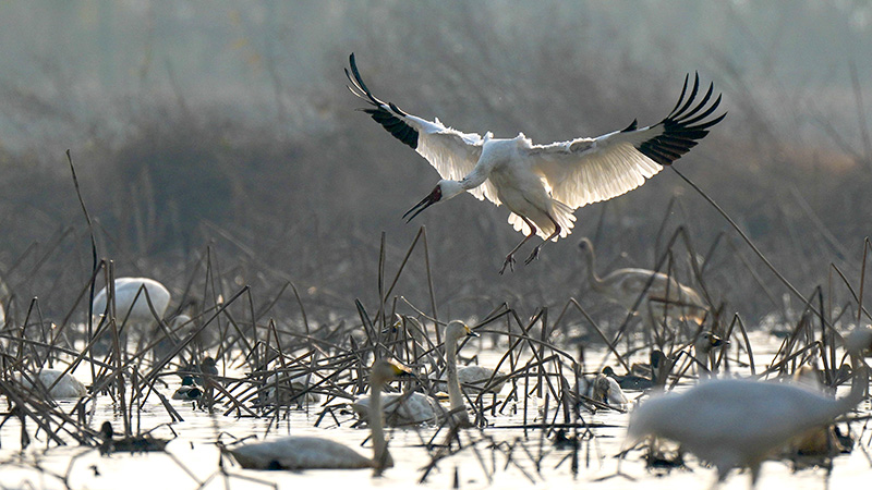 鄱陽湖に多くの渡り鳥が飛来　江西省