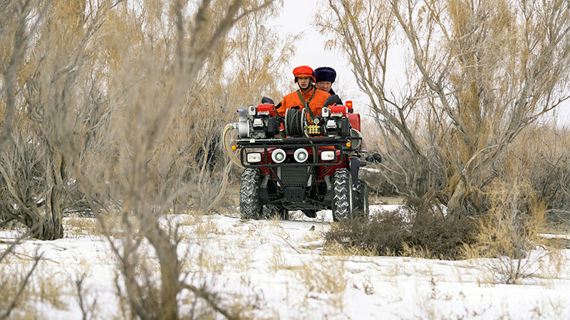 巡視強化でアジア最大のソウソウの林を守る　新疆ウイグル自治区