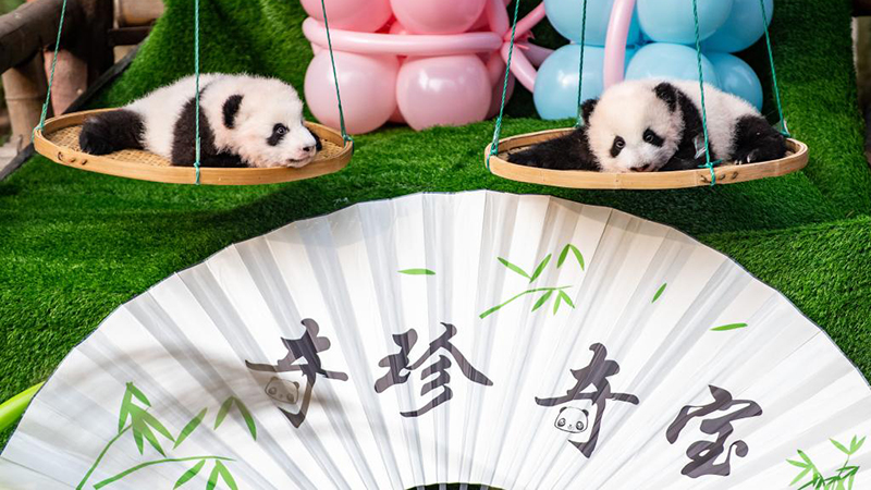 重慶動物園で双子の赤ちゃんパンダ２組の命名式