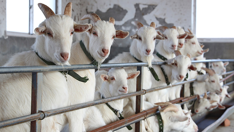 ヤギの飼育で収入増を実現　江蘇省南通市