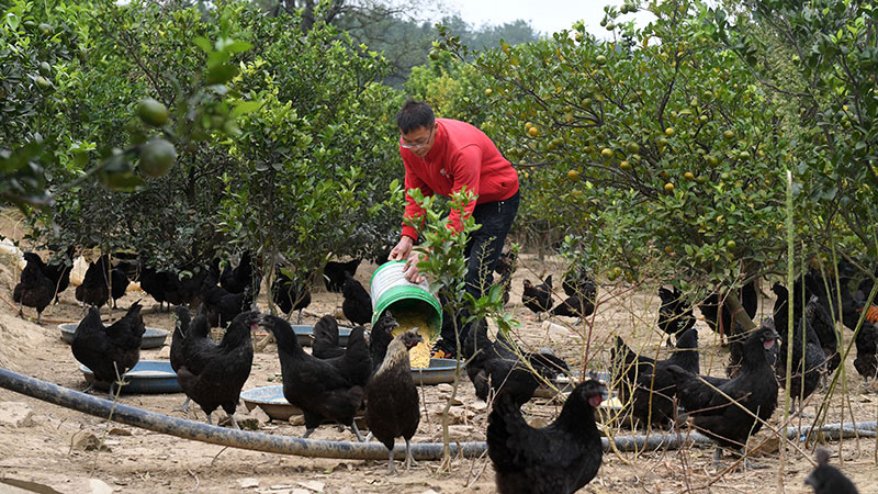 特色ある産業で農村振興を促進　広西チワン族自治區