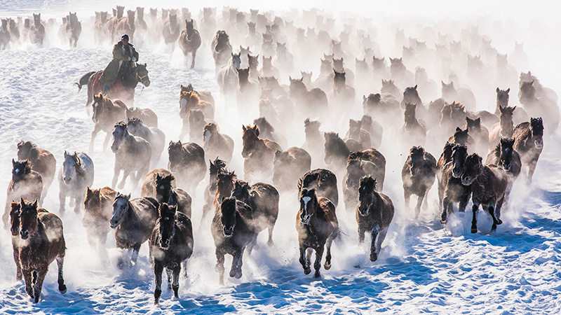 雪原を駆け回る駿馬　中国新疆ウイグル自治区