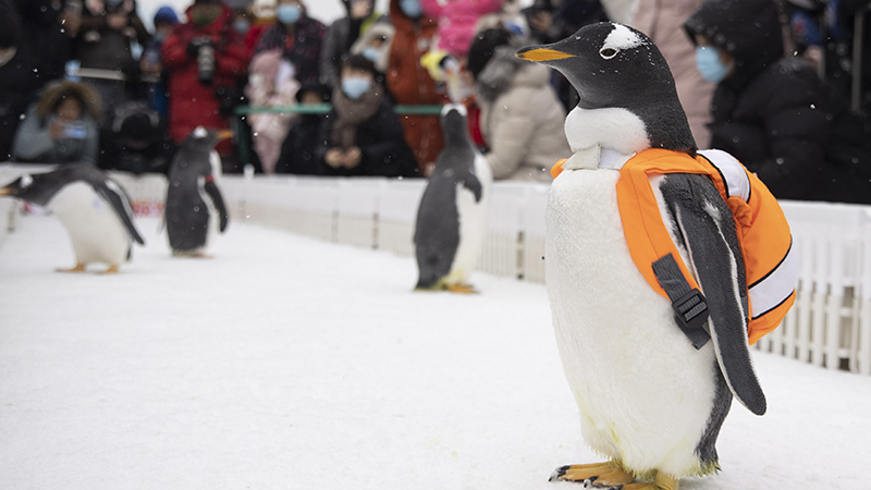 凍てつく街で散歩を楽しむペンギンたち　黒竜江省
