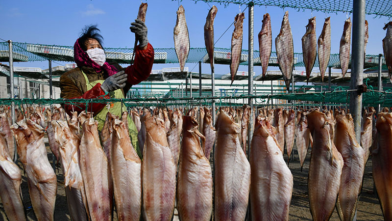 魚の干物作りに励む村民たち　山東省栄成市
