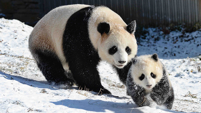 雪の中でご機嫌なジャイアントパンダ　中国四川省