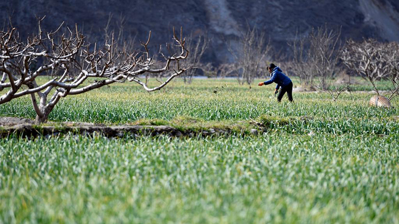 中国各地、早春の農作業が本格化