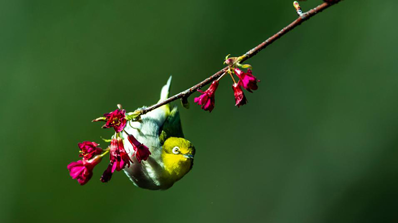 桜に群がる鳥たち　福建省福州市
