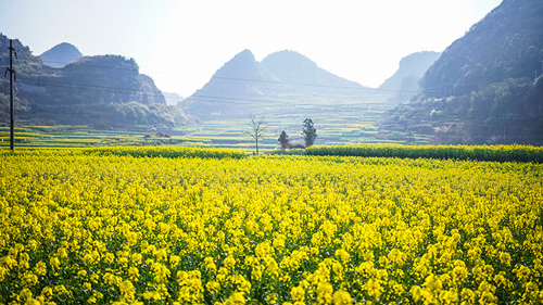 春うらら、満開の菜の花が織りなす田園風景　貴州省六盤水市