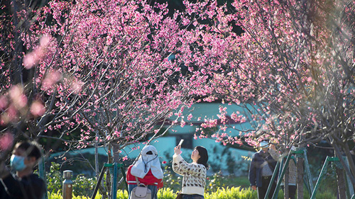 マカオで桜満開、春らんまんの雰囲気を満喫