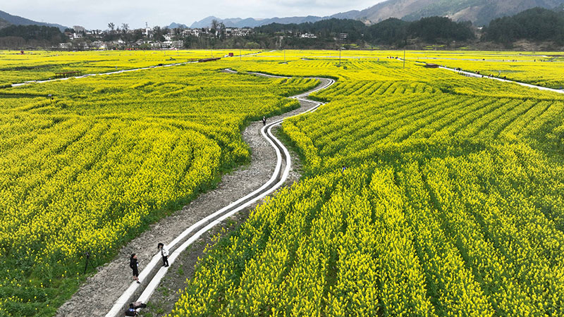 「花見経済」で農村観光を促進　貴州省貴定県