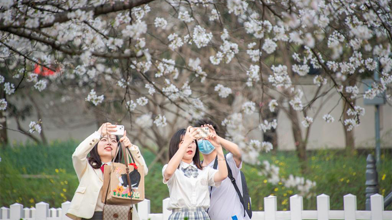 東湖桜園で桜が満開　湖北省武漢市