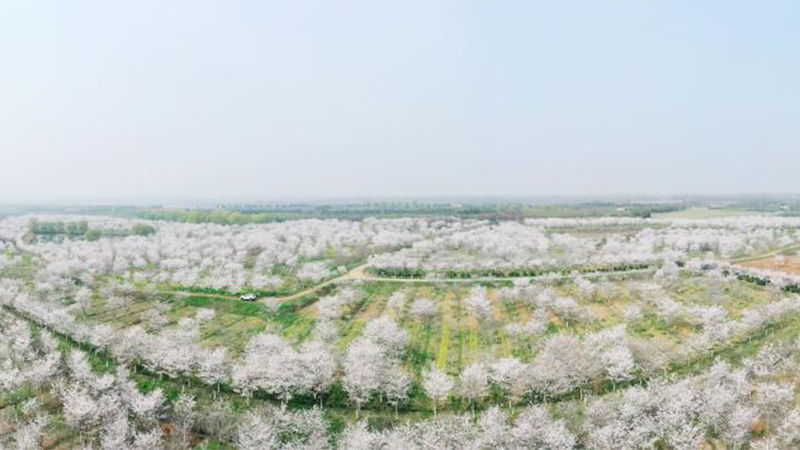 中国各地で桜が開花