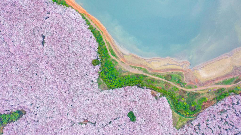 大地を覆う桜の花　貴州省貴安新区
