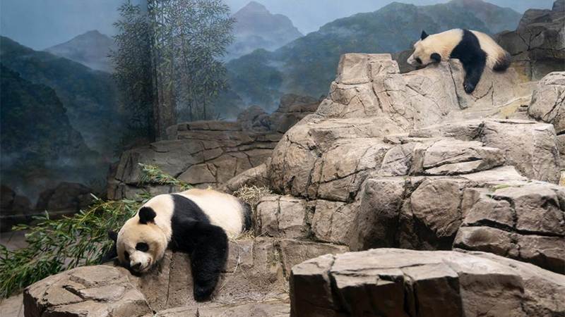 米国立動物園でパンダ来園５０周年祝うイベントがスタート