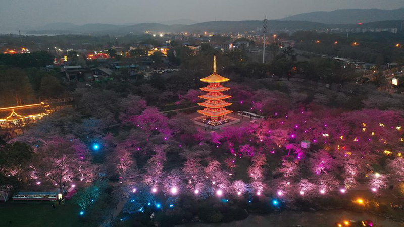 幻想的な夜桜　湖北省武漢市