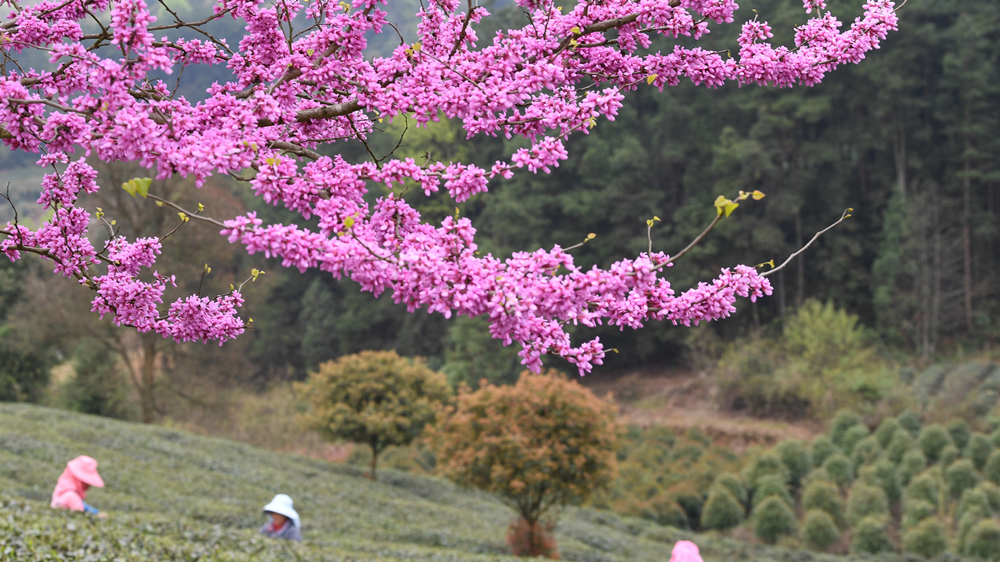 中国各地で「明前茶」の収穫最盛期