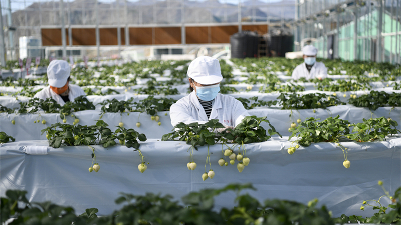 白イチゴ栽培で農村振興を後押し　河北省承德市