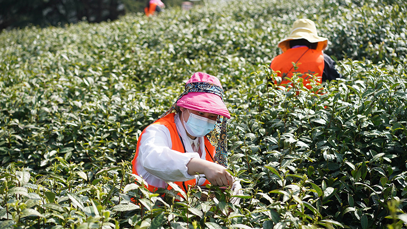 「明前茶」の収穫期到来　中国江蘇省南京市