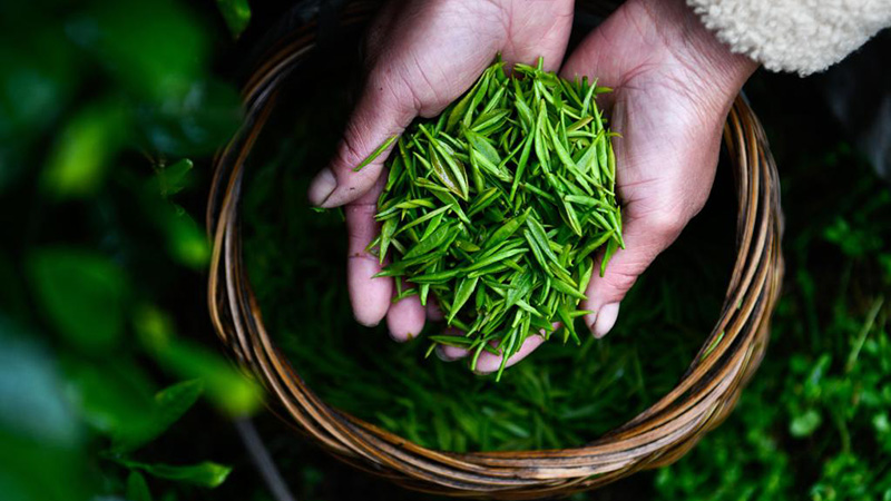 「明前茶」の収穫が本格化　貴州省貴定県