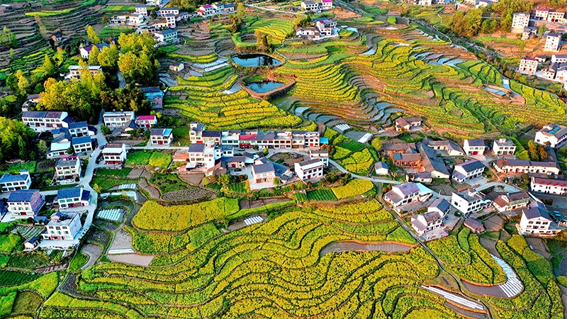 ２００年の歴史ある棚田に咲く菜の花　陝西省漢陰県