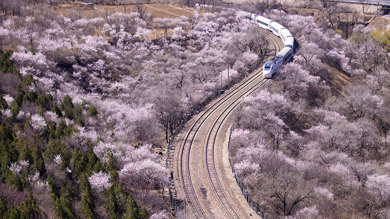 春の風物詩、花満開の長城付近を走る列車　北京市