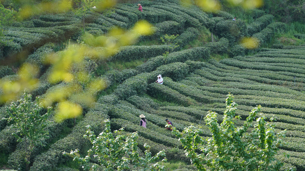 茶産業で人々の増収を促進　中国陝西省安康市