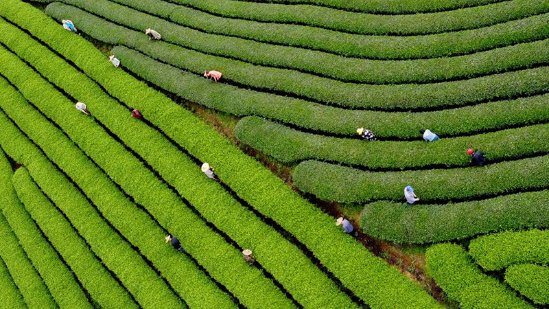 茶の摘み取り・加工がピーク　福建省武夷山市