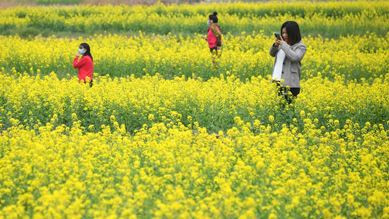 鮮やかな春、桃の花と菜の花が競演　北京市平谷區