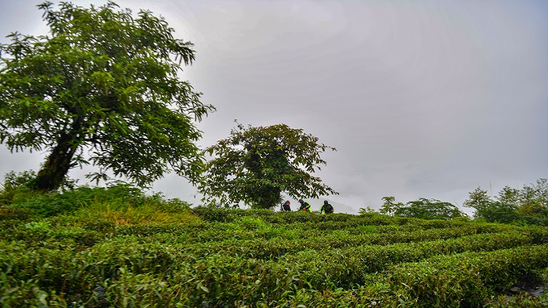 茶産業で人點の増収を促進　西蔵自治區メトク県