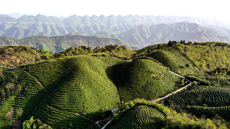 茶産業と観光の融合で農村振興を後押し　陝西省勉県