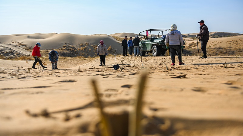 クブチ砂漠に緑をもたらす植樹活動　內モンゴル自治區