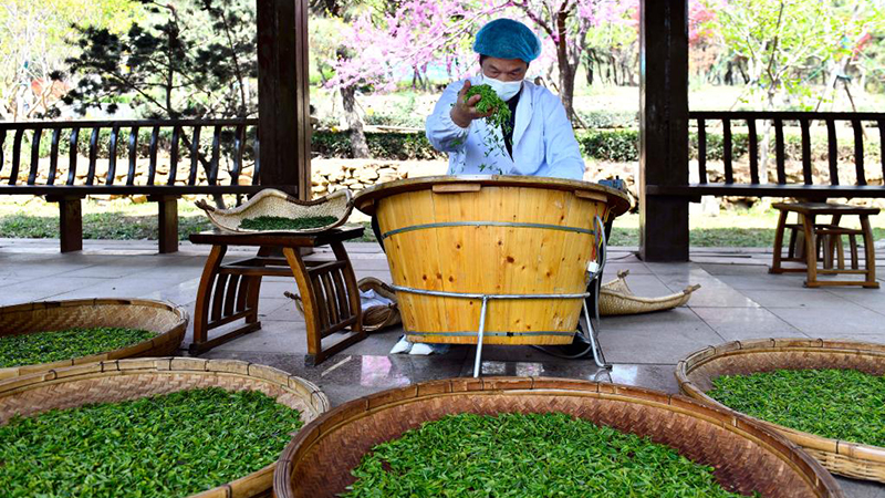 春の茶摘みシーズン到来　山東省日照市